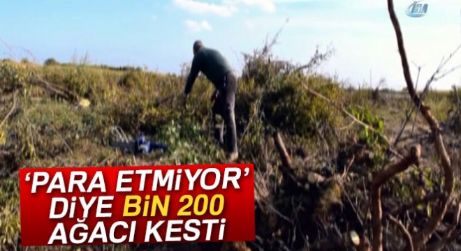 'Para etmiyor' diye bin 200 nar ağacını kesti