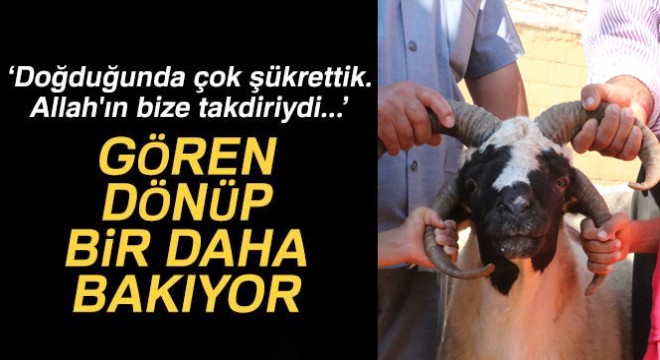 4 boynuzlu koyun görenleri şaşırtıyor