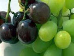 Karaciğer ve mide dostu üzüm