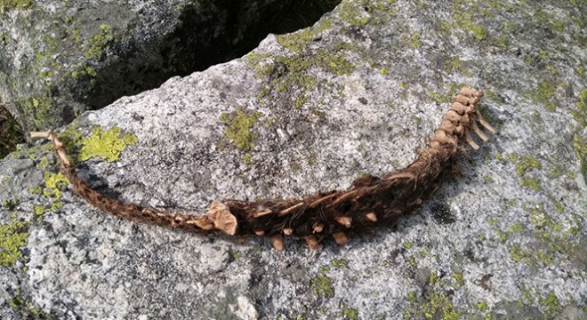 90 santimetre boyundaki iskelet yaylacıları korkuttu