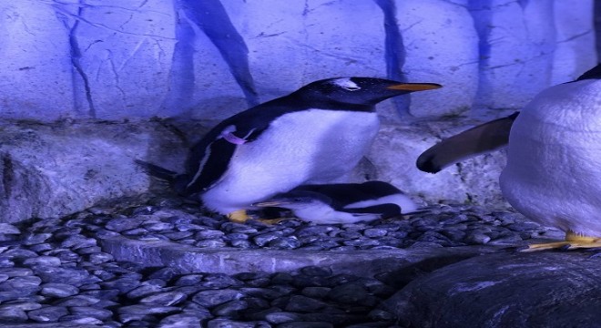 Akvaryum'da 2. bebek penguen
