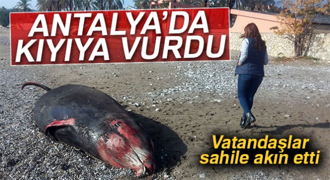 Antalya'da kıyıya 5 metrelik ölü balina vurdu