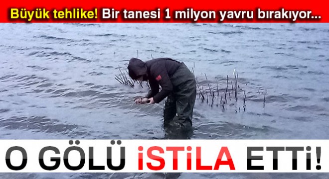 Aygır Gölü'nde zebra midye tehlikesi