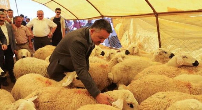 Bakan'dan ‘Kurban' uyarısı: mezbahada kesin