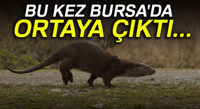 Bu kez Bursa'da ortaya çıktı...