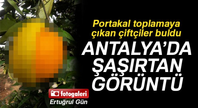 Bu meyve görenleri hayrete düşürdü