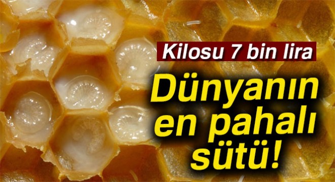 Bu sütün damlası 7 lira, kilosu 7 bin lira