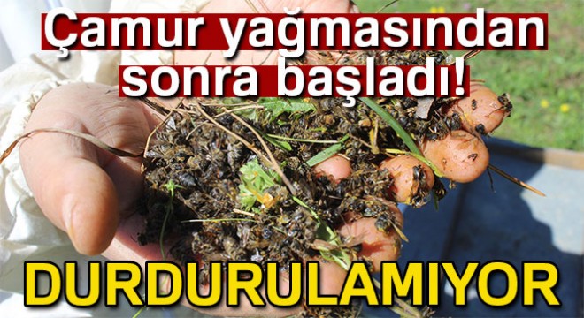 Bursa'da arı ölümleri artarak devam ediyor