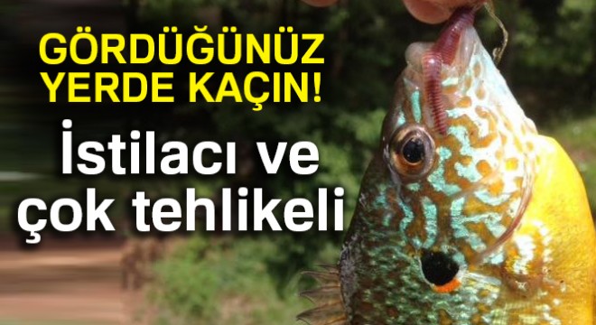 Bursa'da gölette yakalanan balık şaşırttı