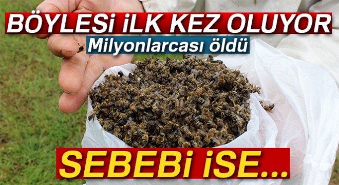Çamur yağdı, milyonlarca arı öldü