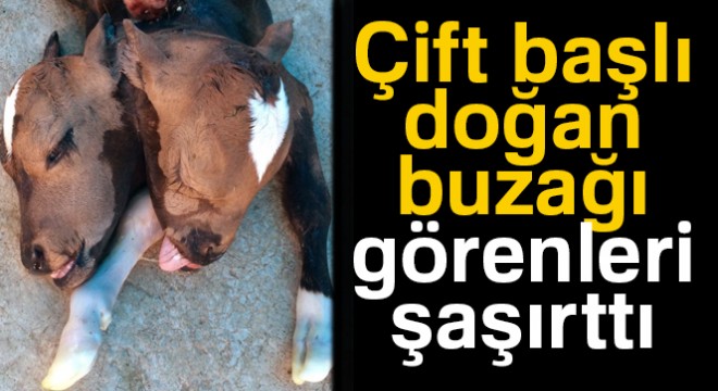 Çift başlı doğan buzağı görenleri hayrete düşürdü