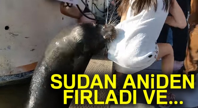 Deniz aslanı küçük kızı az daha öldürüyordu