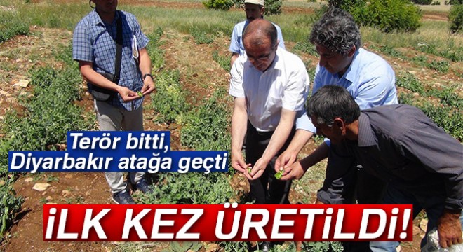 Diyarbakır'da ilk kez bezelye üretildi