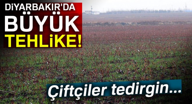 Diyarbakır ve çevresinde kuraklık tehlikesi