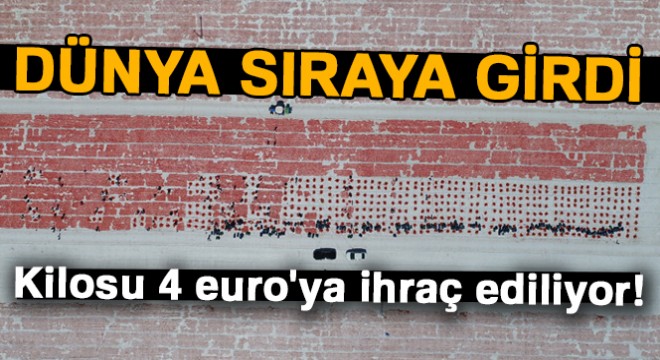 Dünya sıraya girdi... Kilosu 4 euro'ya ihraç ediliyor!