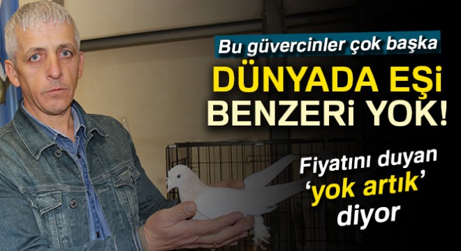 Dünyada eşi olmayan 100 bin TL'lik güvercinler fiyatıyla şaşırtıyor