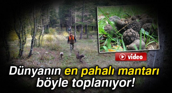 Dünyanın en pahalı mantarı böyle toplanıyor