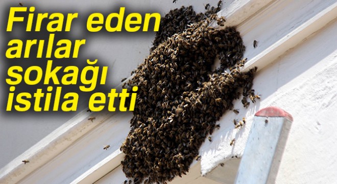 Firar eden arılar sokağı istila etti