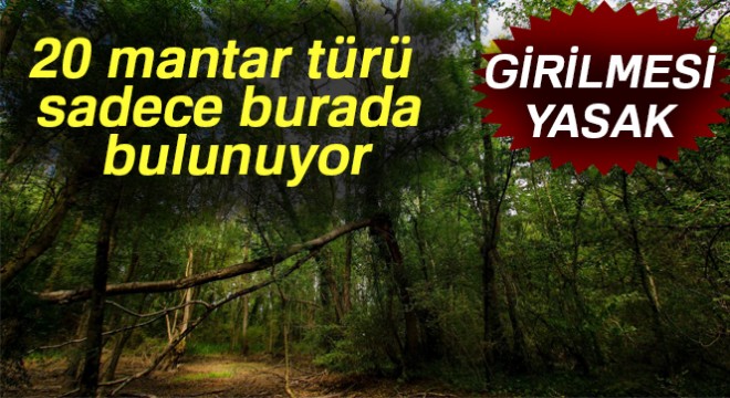 Girilmesi yasak: 20 mantar türü sadece burada bulunuyor