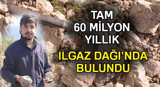 Ilgaz Dağı'nda 60 milyon yıllık deniz fosili bulundu