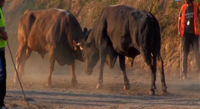İspanya değil Artvin...Öfkeli boğa seyircilerin arasına böyle daldı