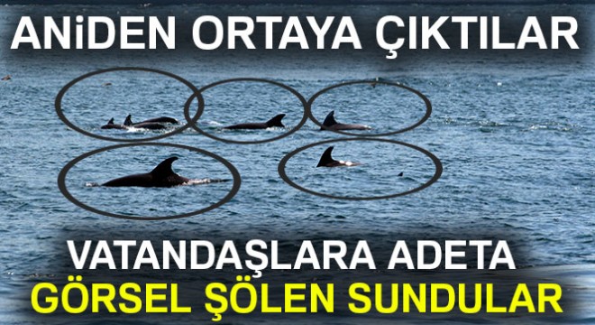 İstanbul Boğazı'nda yunuslardan görsel şölen