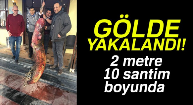İznik Gölü'nden 2 metre 10 santim boyunda dev yayın balığı çıktı