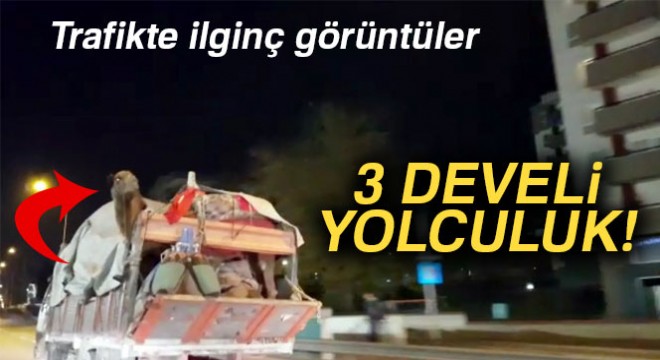 Kamyonete yüklenmiş 3 deve trafikte ilginç görüntüler oluşturdu