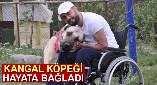 Kangal köpeği hayata tutundurdu