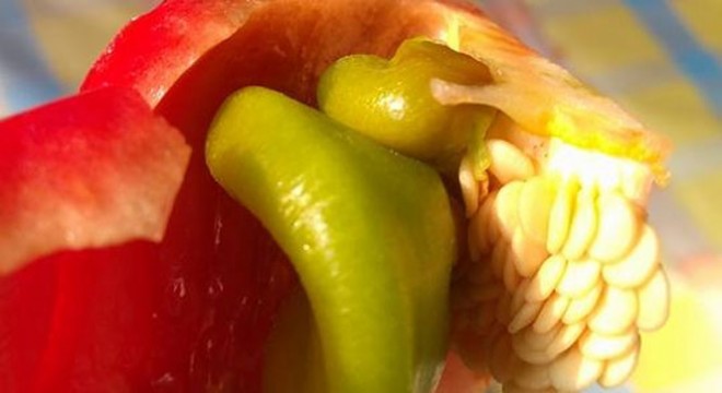 Kırmızı biberin içinden yeşil biber çıktı
