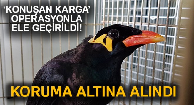 Konuşan karga' koruma altında