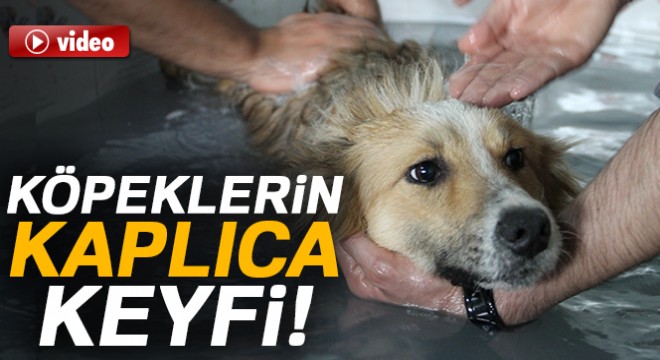 Köpeklerin kaplıca keyfi
