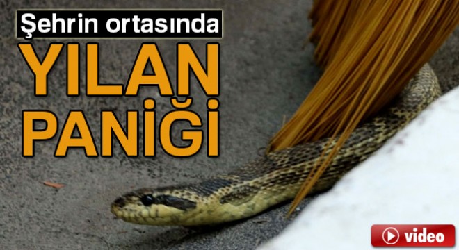 Manisa'da şehrin ortasında yılan paniği