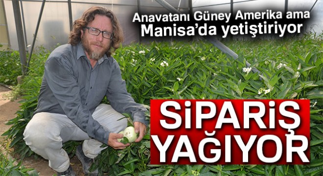 Manisa'da yetiştirdiği tropikal meyveye sipariş yağıyor