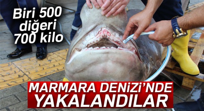 Marmara'dan 2 köpek balığı çıktı