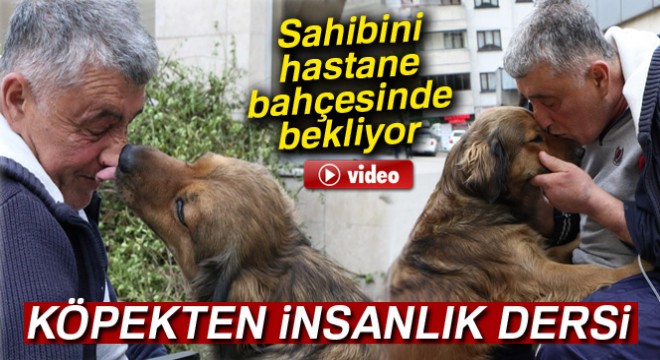 Sahibini hastane bahçesinde bekleyen köpekten insanlık dersi