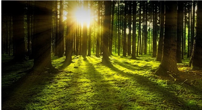 Şehit Eren Bülbül'ün anısına dikilen fidanlar büyüyor