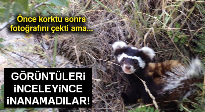 Seydikemer'de nesli tehlikede olan alaca sansar görüntülendi