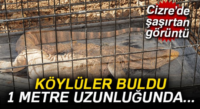 Şırnak'ta çöl varanı bulundu