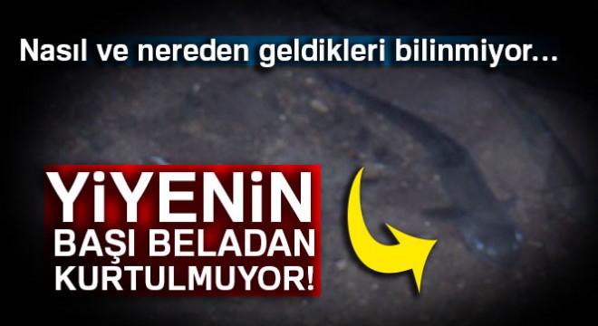 Sırrı bilinmeyen balıklar