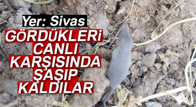 Sivas'ta görülen bu canlı şaşırttı