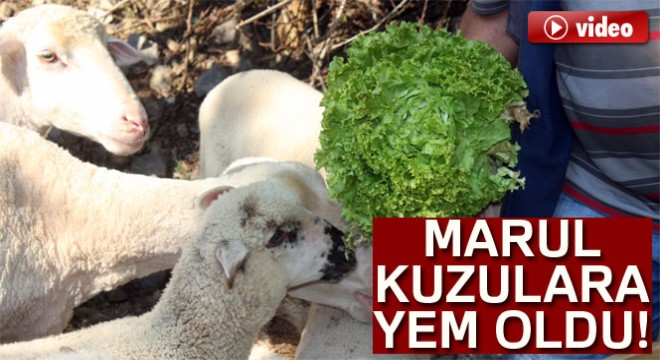 Tarlada kalan marul kuzulara yem oldu
