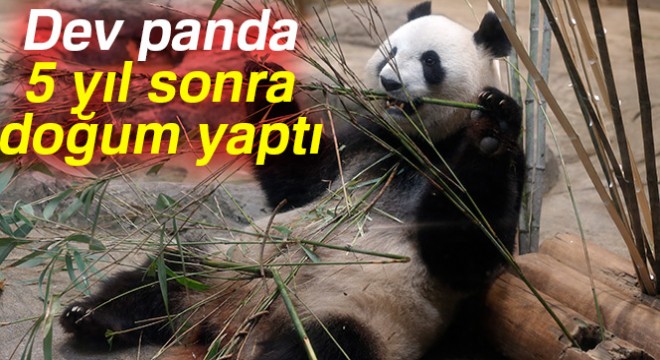 Tokyo'da 5 yıl sonra dev panda doğdu
