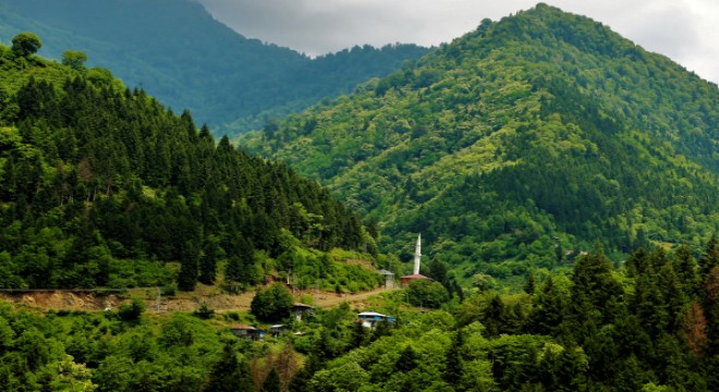 Türkiye ormanları sera gazı salınımının yüzde 16'sını tutuyor