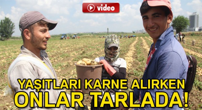 Yaşıtları karne alırken onlar tarlada çalışıyor