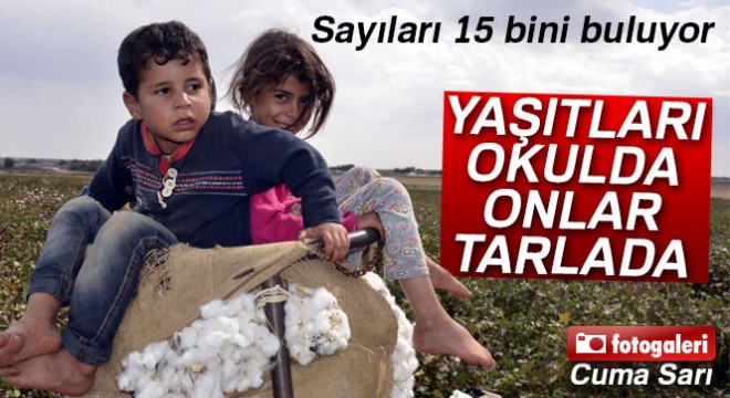 Yaşıtları okula giden çocuklar pamuk tarlasında çalışıyor