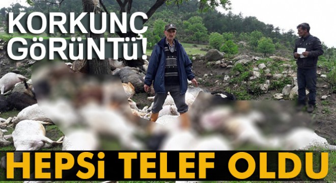Yıldırım düşmesi sonucu 52 küçükbaş hayvan telef oldu