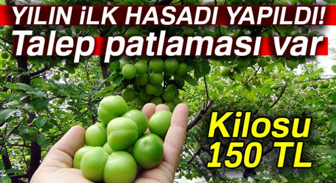 Yılın ilk erik hasadı yapıldı