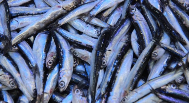 Yolu gözlenen hamsi, boy uzatıp geri döndü