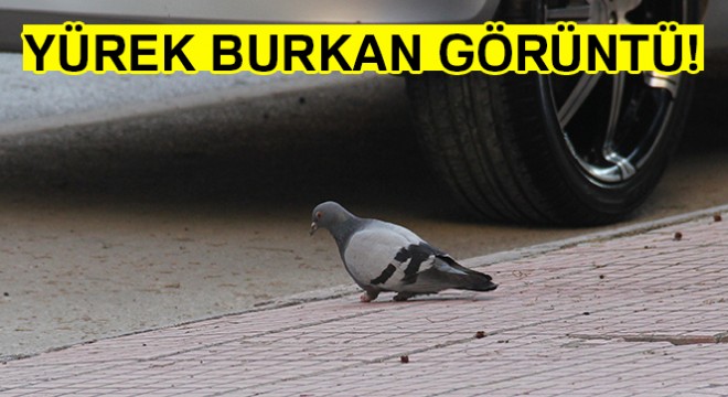 Yürek burkan görüntü! Güvercinin ayaklarını kestiler